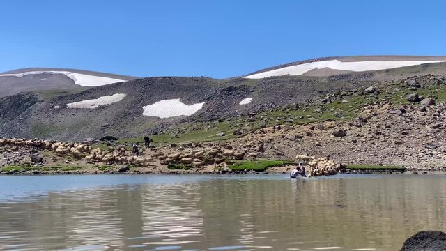 Flock of Sheep Enter the Lake Cross the River Swim in the Water Wash their Wet Fur Wool by Nomad People in Iran Ardabil Sabalan Snow Mountain Nature Highland Landscape