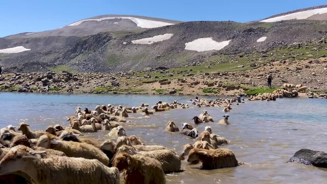 Flock of Sheep Enter the Lake Cross the River Swim in the Water Wash their Wet Fur Wool by Nomad People in Iran Ardabil Sabalan Snow Mountain Nature Highland Landscape