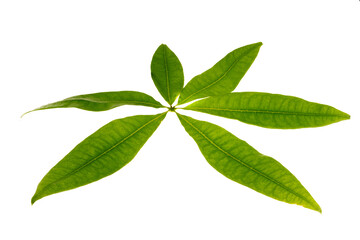 Pachira aquatica leaves isolated on a white background