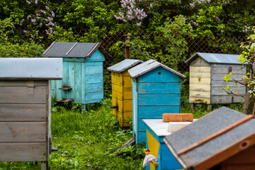 Fototapeta na wymiar Colored beehive farm boxes for the production of honey. Row of colorful Vintage wooden beehives stay on apiary. Honey healthy food products. Private enterprise for beekeeping. Selective focus