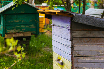 Close up beehive farm boxes for the production of honey. Row of colorful Vintage wooden beehives stay on apiary. Honey healthy food products. Private enterprise for beekeeping. Selective focus