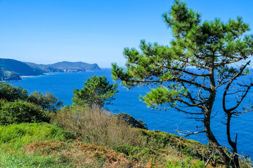 Fototapeta na wymiar rocky seashore with lonely pine. Donostia San Sebastian, Basque Country, Spain. Copy space