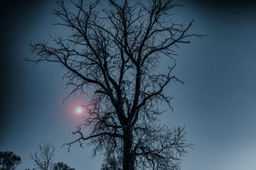 Silhouette of tree and branches against the sky and the moon at dusk, blurred background. Halloween.