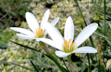 Zephyr lily.