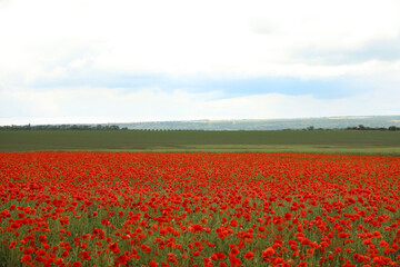 Beautiful red poppy flowers growing in field