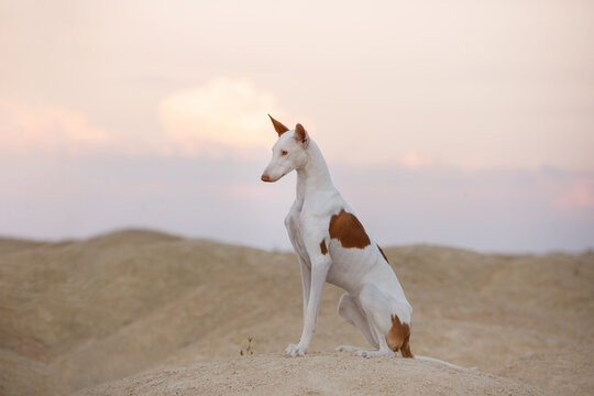 Ibizan Hound Dog Stand On A Road In Field Stock Photo, Picture and