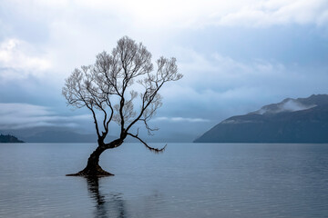 Lone tree on the shore of lake Wanaka, New Zealand - 378751576