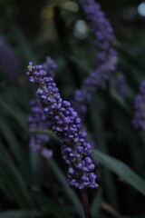 close up of a lavender on blurred background