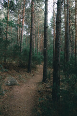 Way in the forest surrounded by pine trees in Covaleda, Soria, Spain
