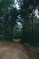 Way in the forest surrounded by pine trees in Covaleda, Soria, Spain