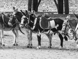 Donkey on Cleethorpe Beach