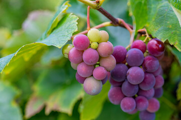 Weintrauben