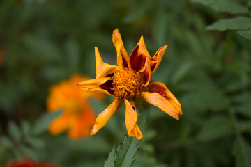 Close up beautiful Marigold flower. Tagetes background, wedding card.