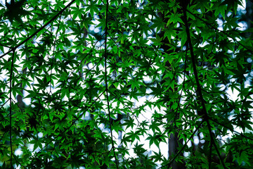 Toshodaiji Temple in Nara.
