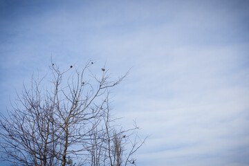 Karger Baum im Winter