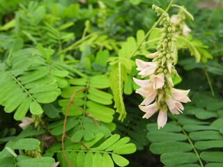 CLOSE UP ROSARY PEA FLOWER 