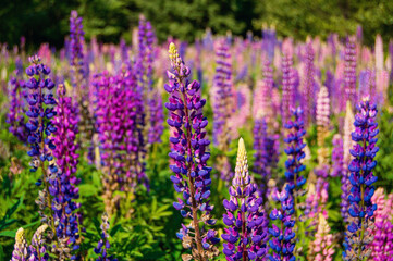 Beautiful lilac flowers of lupins in the meadow