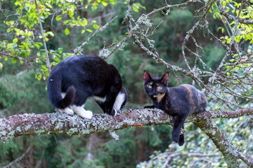 CATS IN THE TREE . KATZEN AM BAUM . Schildpatt . Tortoiseshell cat