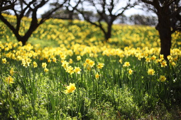 Obraz premium 水仙畑