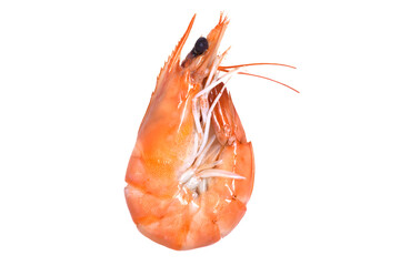 White shrimp on white background 