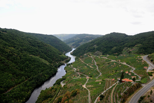 vineyards in Chantada on the hillside