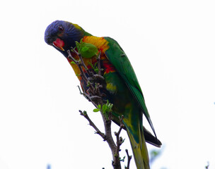 Rainbow lorikeet feeding in a Sydney Park Australia