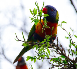 Rainbow lorikeet feeding in a Sydney Park Australia