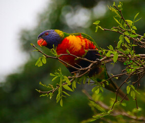 Rainbow lorikeet feeding in a Sydney Park Australia