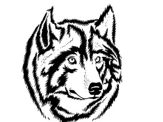 Wolf's face © belapamungkas1