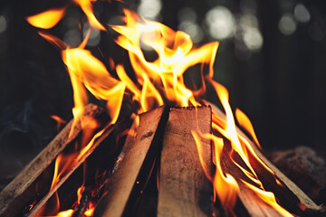 Beautiful bonfire with burning firewood in forest, closeup