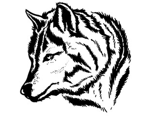 Wolf's face © belapamungkas1