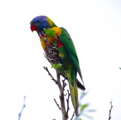 Rainbow lorikeet feeding in a Sydney Park Australia