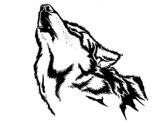 Wolf's face © belapamungkas1