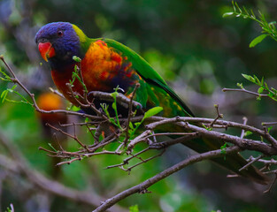 Rainbow lorikeet feeding in a Sydney Park Australia