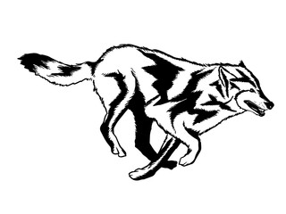 Wolf's face © belapamungkas1