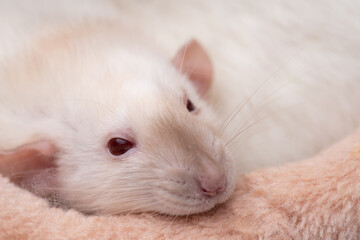 Obraz premium Cute pet rat