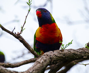 Rainbow lorikeet feeding in a Sydney Park Australia