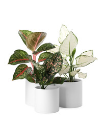 Fototapeta premium Beautiful Aglaonema plants in flowerpots isolated on white. House decor