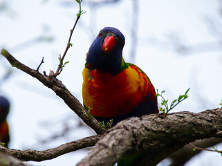 Rainbow lorikeet feeding in a Sydney Park Australia