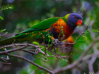 Rainbow lorikeet feeding in a Sydney Park Australia