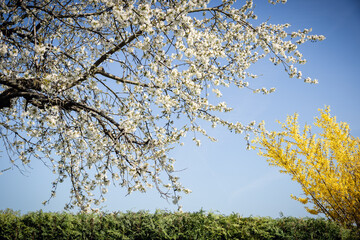 Kirschblüte im Frühling