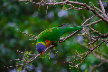 Rainbow lorikeet feeding in a Sydney Park Australia