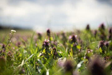 Blumenwiese im Frühling