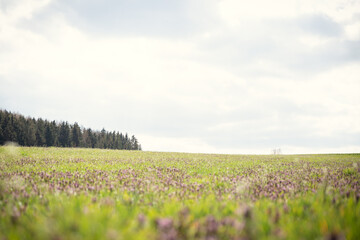Fototapeta premium Blumenwiese im Frühling