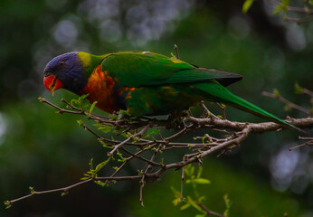 Rainbow lorikeet feeding in a Sydney Park Australia