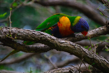 Rainbow lorikeet feeding in a Sydney Park Australia