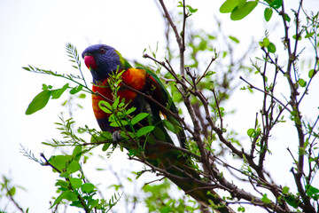 Rainbow lorikeet feeding in a Sydney Park Australia
