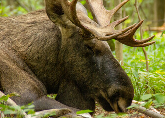 Moose rests in the woods