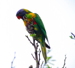 Rainbow lorikeet feeding in a Sydney Park Australia