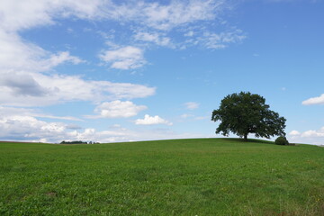 Obraz premium Einzelner Baum in herrlicher Landschaft